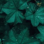Photo des feuilles d'alchemille sous la pluie