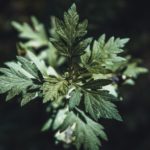 Photo des feuilles d'armoise