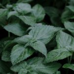 Photo des feuilles de Mélisse