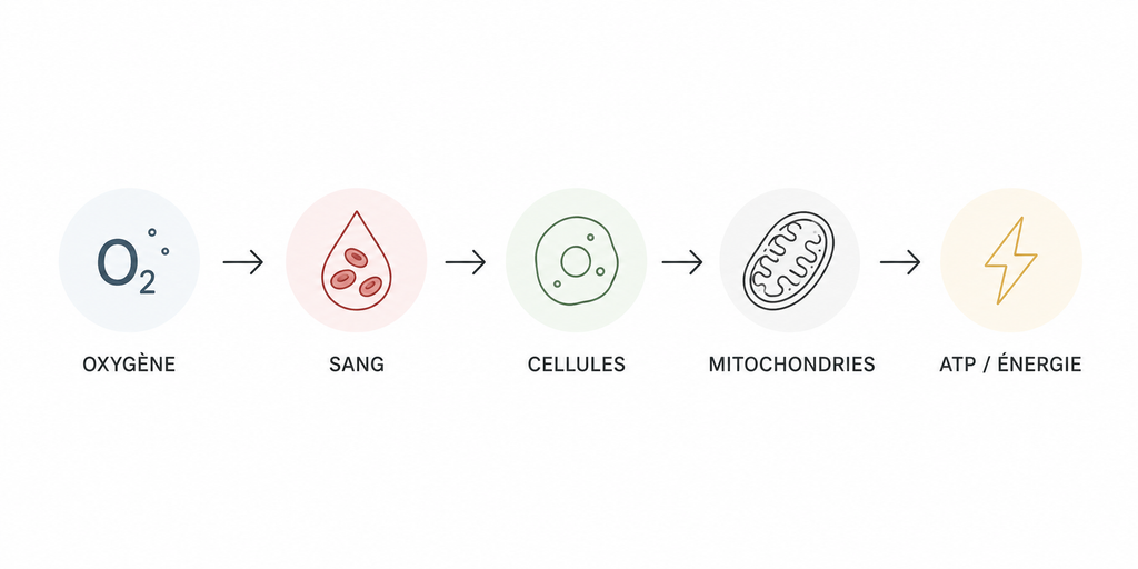 Schéma du parcours de l’oxygène jusqu’à la production d’ATP dans les cellules