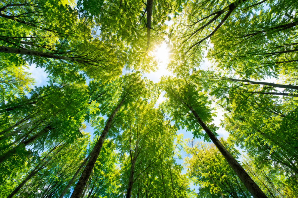 Forêt vue vers le ciel évoquant la respiration et l’oxygène