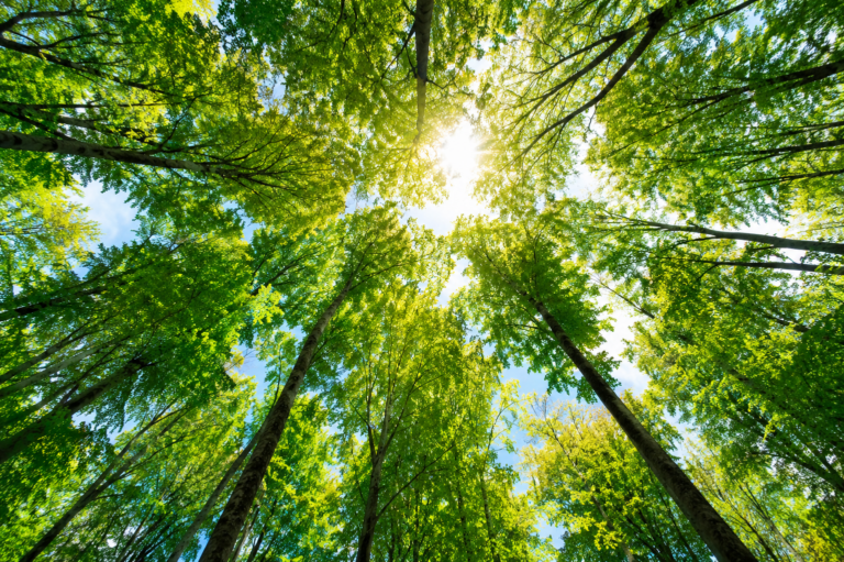 Forêt vue vers le ciel évoquant la respiration et l’oxygène
